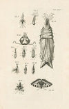 The book of nature, or, The history of insects Pl.35