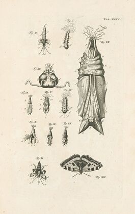 The book of nature, or, The history of insects Pl.35
