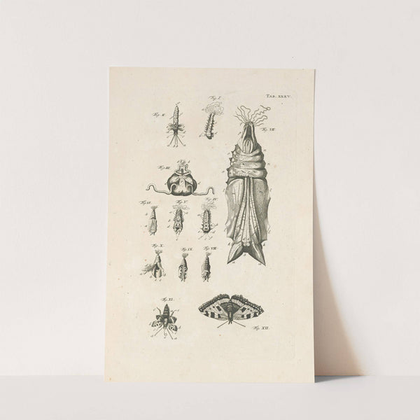 The book of nature, or, The history of insects Pl.35 by Jan Swammerdam