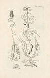 The book of nature, or, The history of insects Pl.36