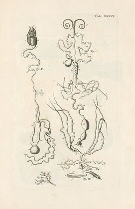 The book of nature, or, The history of insects Pl.36