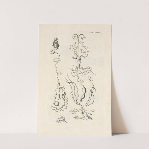 The book of nature, or, The history of insects Pl.36 by Jan Swammerdam