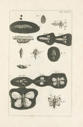 The book of nature, or, The history of insects Pl.37