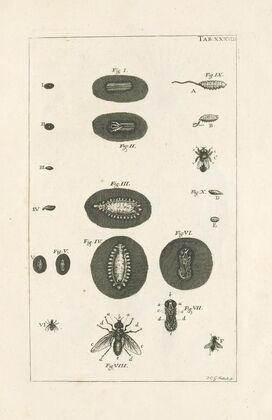 The book of nature, or, The history of insects Pl.38