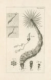 The book of nature, or, The history of insects Pl.39