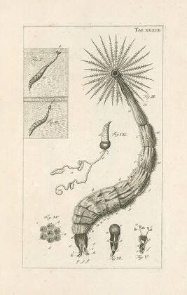 The book of nature, or, The history of insects Pl.39