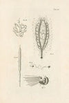 The book of nature, or, The history of insects Pl.40