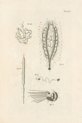 The book of nature, or, The history of insects Pl.40