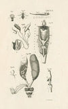 The book of nature, or, The history of insects Pl.42
