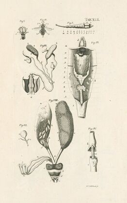 The book of nature, or, The history of insects Pl.42