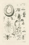 The book of nature, or, The history of insects Pl.43