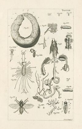 The book of nature, or, The history of insects Pl.43