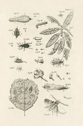 The book of nature, or, The history of insects Pl.44