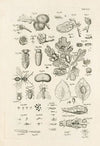 The book of nature, or, The history of insects Pl.45