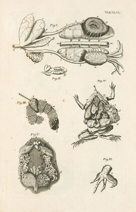 The book of nature, or, The history of insects Pl.47