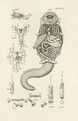 The book of nature, or, The history of insects Pl.49