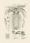 The book of nature, or, The history of insects Pl.50