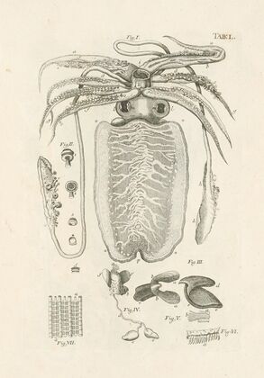 The book of nature, or, The history of insects Pl.50