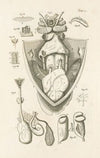 The book of nature, or, The history of insects Pl.51