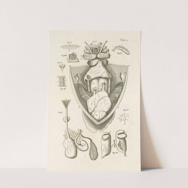 The book of nature, or, The history of insects Pl.51 by Jan Swammerdam