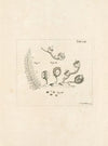The book of nature, or, The history of insects Pl.53
