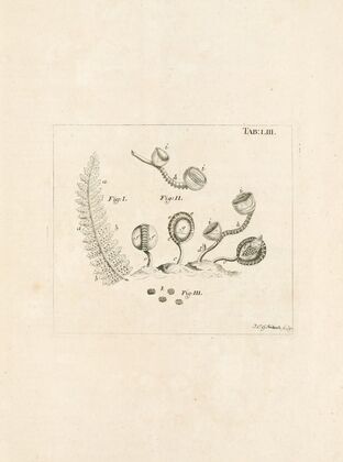 The book of nature, or, The history of insects Pl.53