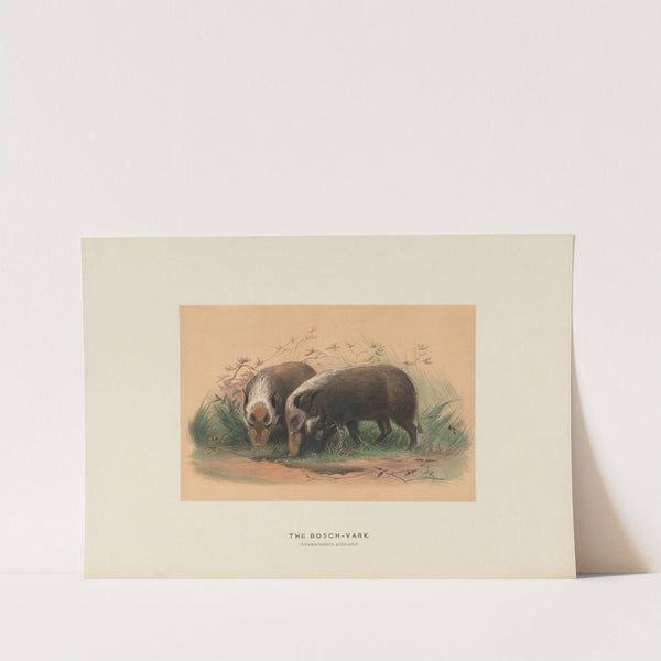 The Bosch-Vark by Joseph Wolf