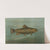 The Brown or German Trout, Salmo fario. by John L. Petrie