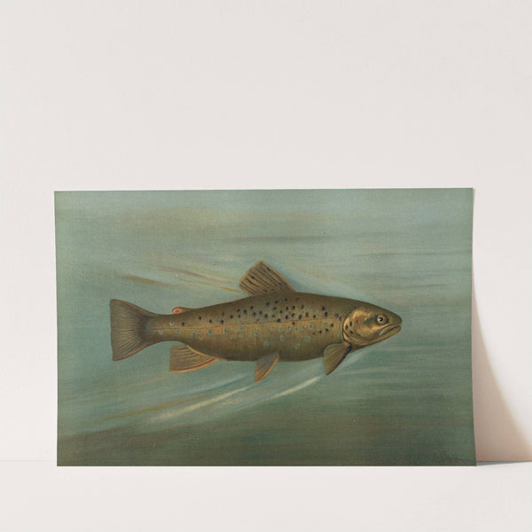 The Brown or German Trout, Salmo fario. by John L. Petrie