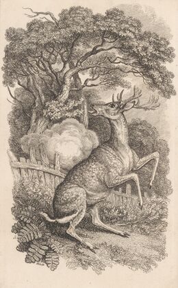 The Buck’s Death Wound (1818)