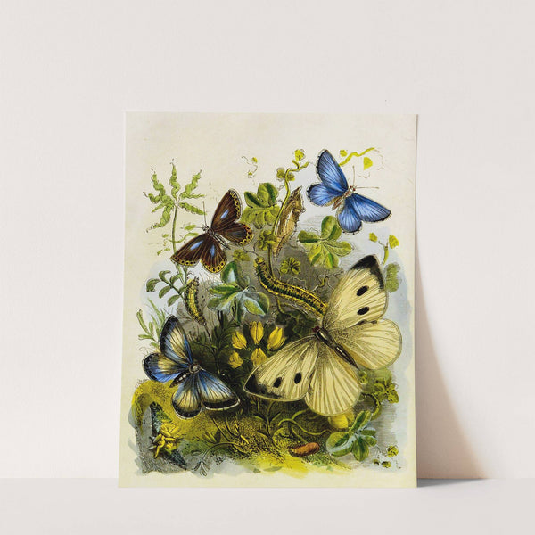 The Butterfly Vivarium or Insect home Pl 2 by Henry Noel Humphreys