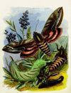 The Butterfly Vivarium or Insect home Pl 3