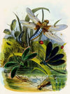 The Butterfly Vivarium or Insect home Pl 5