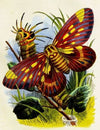 The Butterfly Vivarium or Insect home Pl 7
