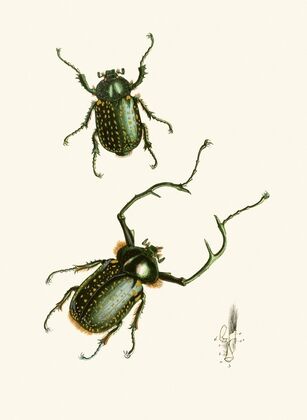The cabinet of oriental entomology Pl II
