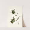 The cabinet of oriental entomology Pl II by John Obadiah Westwood