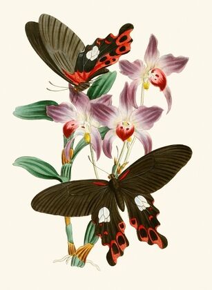 The cabinet of oriental entomology Pl III