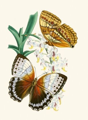 The cabinet of oriental entomology Pl V