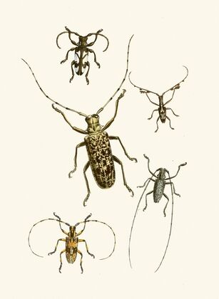 The cabinet of oriental entomology Pl VI