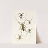 The cabinet of oriental entomology Pl VI by John Obadiah Westwood