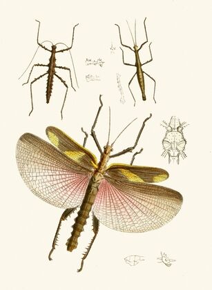 The cabinet of oriental entomology Pl VIII