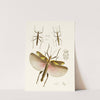The cabinet of oriental entomology Pl VIII by John Obadiah Westwood