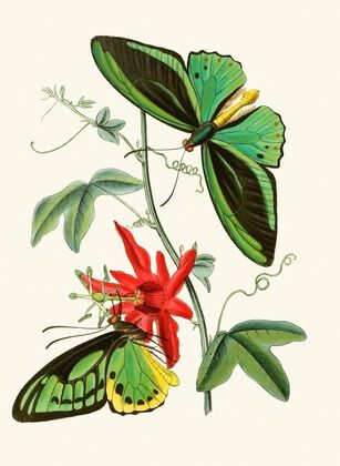 The cabinet of oriental entomology Pl XII (1848)