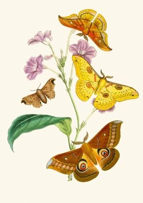The cabinet of oriental entomology Pl XIII (1848)