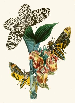 The cabinet of oriental entomology Pl XLI