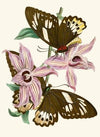 The cabinet of oriental entomology Pl XV (1848)