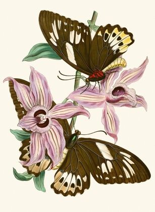 The cabinet of oriental entomology Pl XV (1848)