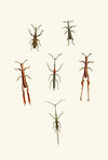 The cabinet of oriental entomology Pl XVI (1848)
