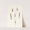 The cabinet of oriental entomology Pl XVI (1848) by John Obadiah Westwood