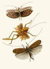 The cabinet of oriental entomology Pl XVII (1848)